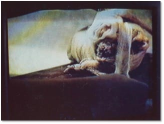 A soft-focus image of a pale dog lying on its side draped in cloth, in a dim interior.