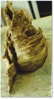 A tall ridged form in mottled brown and cream, split by a long opening down one side.